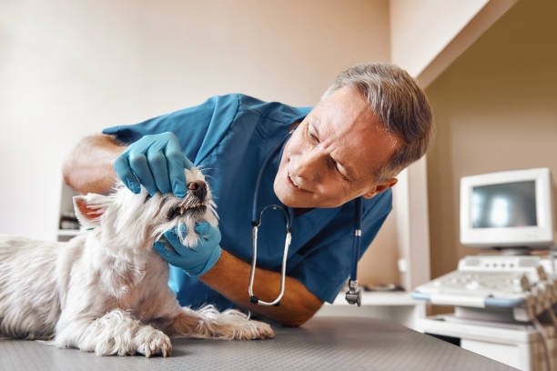 Best Emergency Care for Gum Disease in Dexter, MI